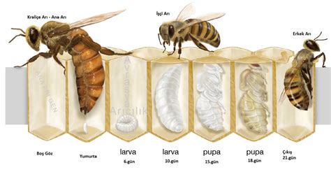 arılar hakkında kısa bilgi 3 sınıf